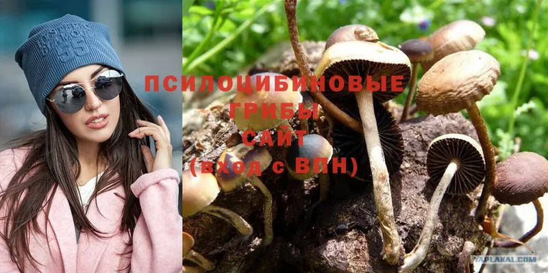 Галлюциногенные грибы Psilocybe  Калачинск 